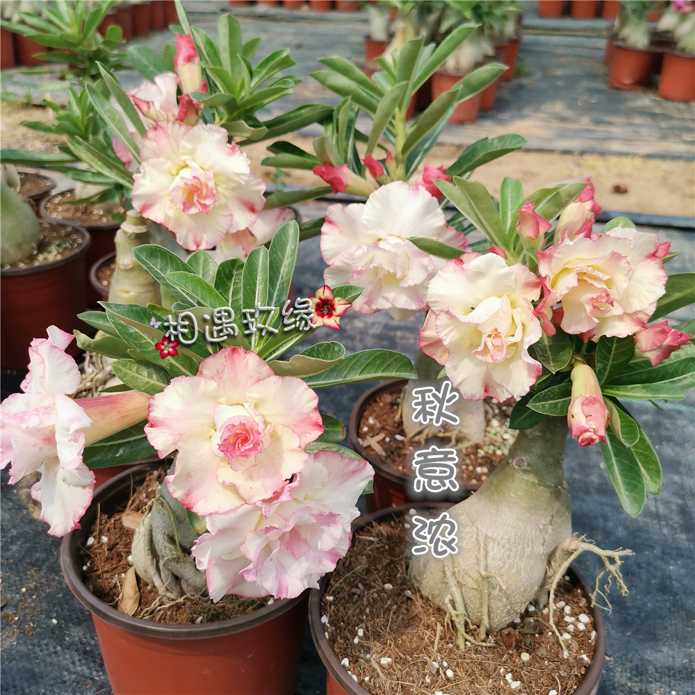 相遇玫缘 重瓣沙漠玫瑰 新品【秋意浓】赏花赏根 块根 多肉植物在类目 鲜花速递/花卉仿真/绿植园艺, 花卉/绿植盆栽(新), 多肉植物中 - 来自Buy2taobao.com提供专业的淘宝代购服务