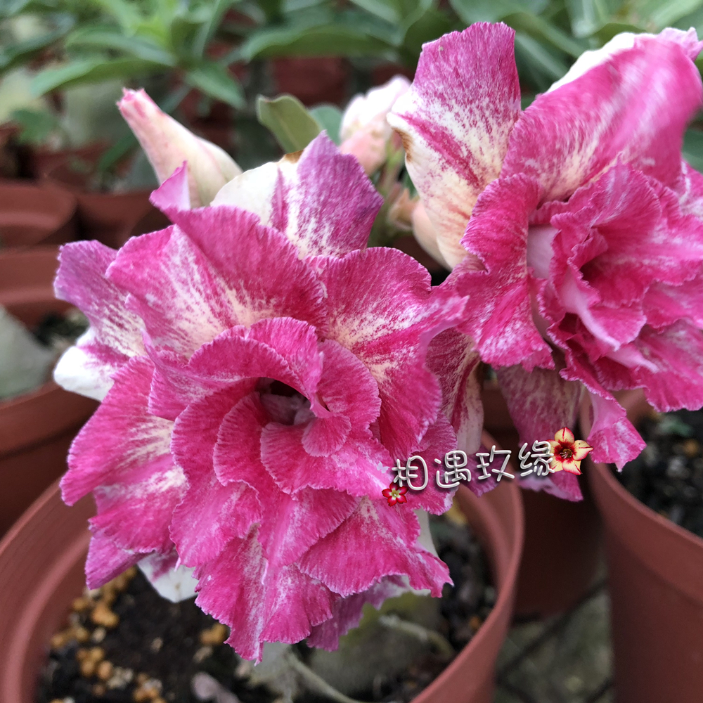 相遇玫缘 重瓣沙漠玫瑰 新品【水云间】赏花赏根 块根 多肉植物在类目 鲜花速递/花卉仿真/绿植园艺, 花卉/绿植盆栽(新), 多肉植物中 - 来自Buy2taobao.com提供专业的淘宝代购服务