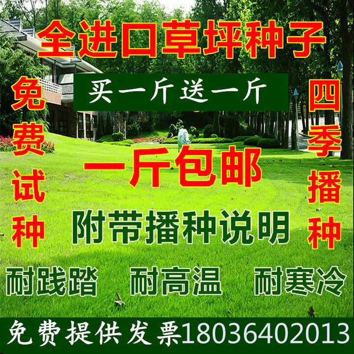 草坪种子美国四季青庭院别墅狗牙根黑麦草草籽耐寒护坡牧草免修剪