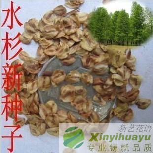 出售当年新采绿化林木树种子水杉树种子水桫种子水杉种子一斤|msdalam kategori penghantaran bunga/bunga simulasi/tumbuhan berkebun, bunga/Buah-buahan dan sayur-sayuran/benih rumput (baru), benih rumah berkebun - dari Buy2taobao.com untuk memberikan perkhidmatan ejen Taobao profesional membeli