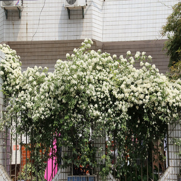 庭院爬藤攀缘植物 木香花苗 木香花 七里香 黄花百花 蔷薇科|msdalam kategori penghantaran bunga/bunga simulasi/tumbuhan berkebun, bunga/Tumbuh-tumbuhan tumbuh-tumbuhan pasu (baru), tumbuh-tumbuhan hijau - dari Buy2taobao.com untuk memberikan perkhidmatan ejen Taobao profesional membeli