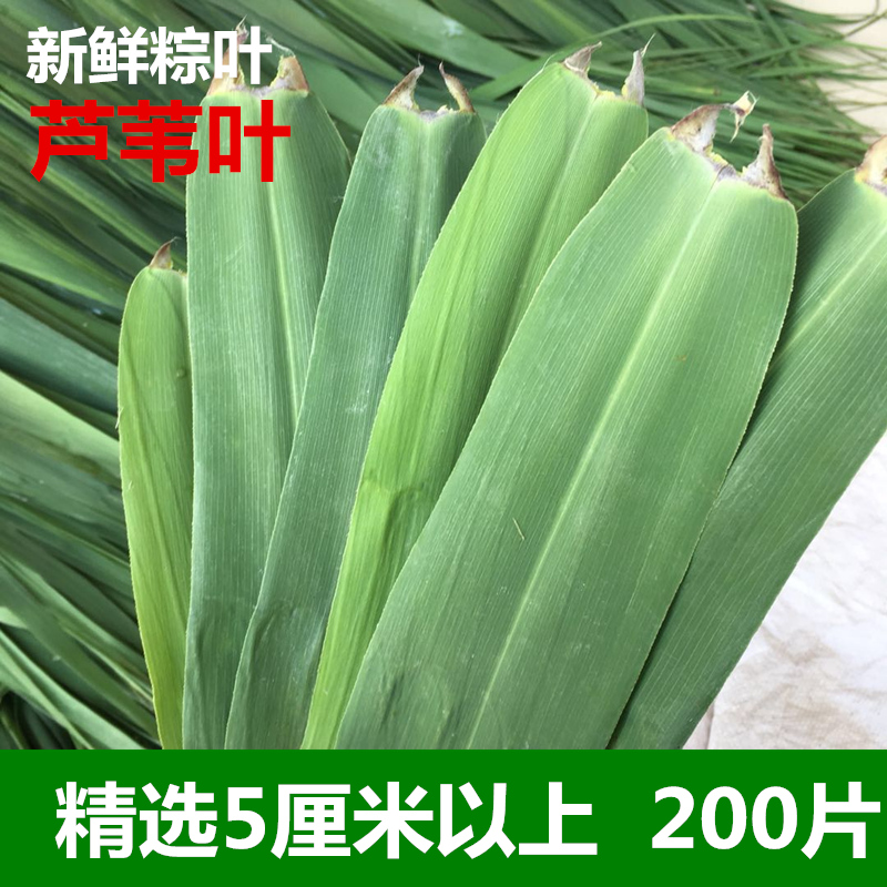 精選大蘆葦葉5厘米以上新鮮粽葉柴葉現摘野生粽子葉200片裝在類目 糧油米麪/南北乾貨/調味品, 南北乾貨/肉類乾貨, 乾貨/土特產, 其它中 - 來自Buy2taobao.com提供專業的淘寶代購服務