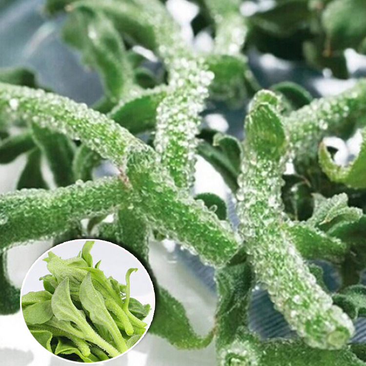 冰草种子冰菜种子非洲冰草新鲜蔬菜种子水果冰草种籽冰菜种籽四季在类目 鲜花速递/花卉仿真/绿植园艺, 花卉/蔬果/草坪种子(新), 家庭园艺种子中 - 来自Buy2taobao.com提供专业的淘宝代购服务