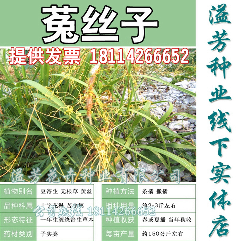 Dodder seed supply Bean parasitic i hoq-q dnssvm Yellow silk Eupatorium albus seeds Flower Seedsin the Flower delivery/Flowers simulation/Plants gardening , Flowers/Fruits and vegetables/Lawn seed (New) , Home & Garden Seeds category - from Buy2taobao.com to provide professional Taobao agent buy service