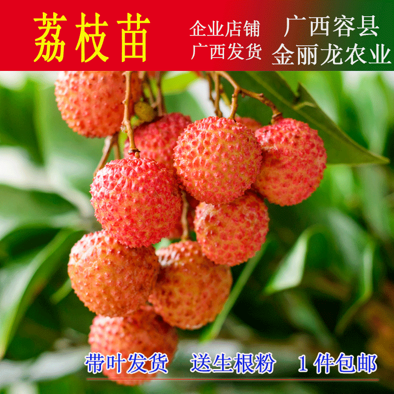 桂味荔枝果树苗白糖罂荔枝苗妃子笑荔枝苗无核荔枝苗可盆栽包邮|msdalam kategori penghantaran bunga/bunga simulasi/tumbuhan berkebun, 花园植物/行道树/果树, 果树 - dari Buy2taobao.com untuk memberikan perkhidmatan ejen Taobao profesional membeli