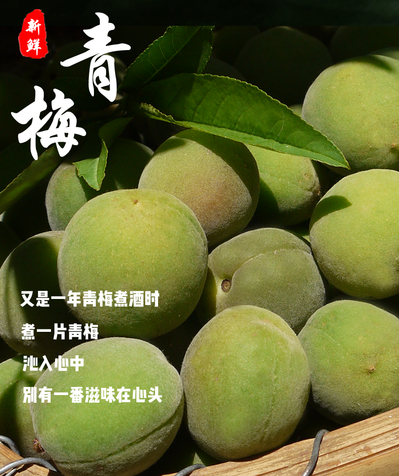 【南东西】云南新鲜高山青梅 泡青梅酒酸梅青梅酵素5斤在类目 水产肉类/新鲜蔬果/熟食, 新鲜水果, 其它中 - 来自Buy2taobao.com提供专业的淘宝代购服务