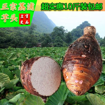 现货正宗广西特产荔浦芋头槟榔芋香芋绿色农家蔬菜10斤装包邮在类目 水产肉类/新鲜蔬果/熟食, 新鲜蔬菜/蔬菜制品, 新鲜蔬菜, 其它中 - 来自Buy2taobao.com提供专业的淘宝代购服务
