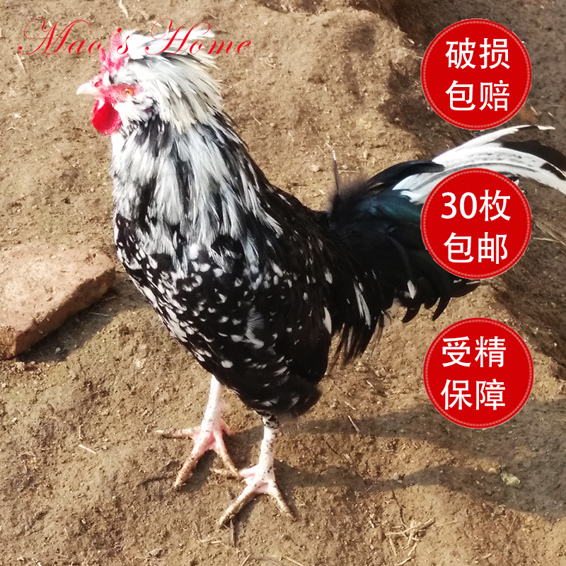 Mau Mau Farm Ornamental chicken Royal Chicken Seed egg be fertilized Hatch Royal egg 30 High fertilization ratein the Aquatic meat/Fresh fruits and vegetables/Cooked , Egg/Egg Products , Fresh eggs , Eggs category - from Buy2taobao.com to provide professional Taobao agent buy service