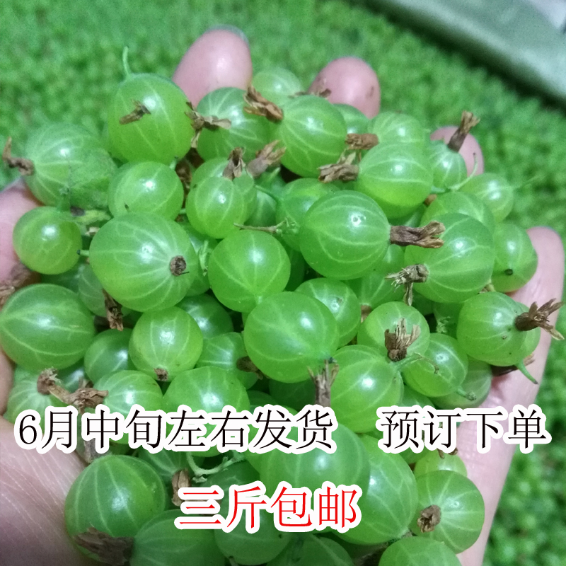 燈籠果東北綠醋栗新鮮果鵝莓酸梅綠櫻桃酸溜子壹份壹斤 三斤包郵在類目 水產肉類/新鮮蔬果/熟食, 新鮮水果, 其它中 - 來自Buy2taobao.com提供專業的淘寶代購服務