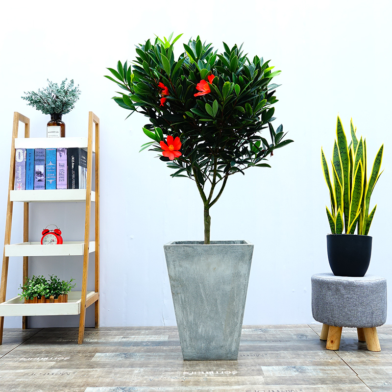 四季杜鹃红山茶花苗室内外庭院稀有名贵植物盆栽四季开花阳台花卉在类目 鲜花速递/花卉仿真/绿植园艺, 花卉/绿植盆栽(新), 花卉中 - 来自Buy2taobao.com提供专业的淘宝代购服务