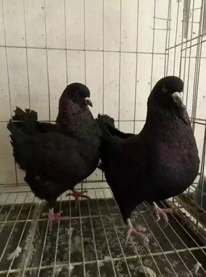 元宝肉鸽种鸽公斤鸽活体鸽子一对价格包邮在类目 宠物/宠物食品及用品, 鸟类及用品, 鸟中 - 来自Buy2taobao.com提供专业的淘宝代购服务