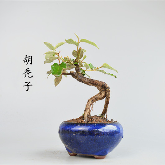 胡秃子盆景盆栽开花结果羊奶子微型实物特价四季常青茶台桌面植物在类目 鲜花速递/花卉仿真/绿植园艺, 花卉/绿植盆栽(新), 绿植中 - 来自Buy2taobao.com提供专业的淘宝代购服务