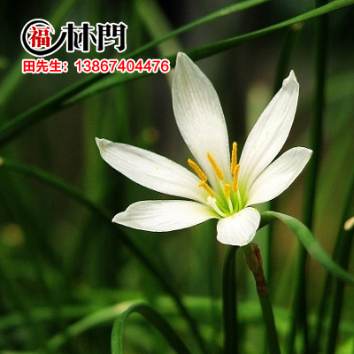 萧山花木城直销 绿化地被植物 庭院植物 花卉 葱兰草种球 韭菜莲|msdalam kategori penghantaran bunga/bunga simulasi/tumbuhan berkebun, 花园植物/行道树/果树, 观叶 /花灌木 - dari Buy2taobao.com untuk memberikan perkhidmatan ejen Taobao profesional membeli