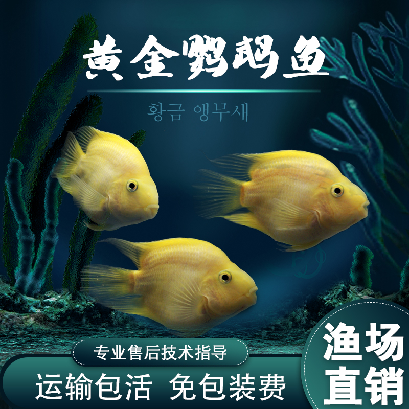 黄金发财鱼、黄金鹦鹉、黄金钢鹦鹉鱼、黄鹦鹉鱼、热带鱼、观赏鱼|msdalam kategori haiwan peliharaan/makanan haiwan dan bekalan, Aquarium World, ikan - dari Buy2taobao.com untuk memberikan perkhidmatan ejen Taobao profesional membeli