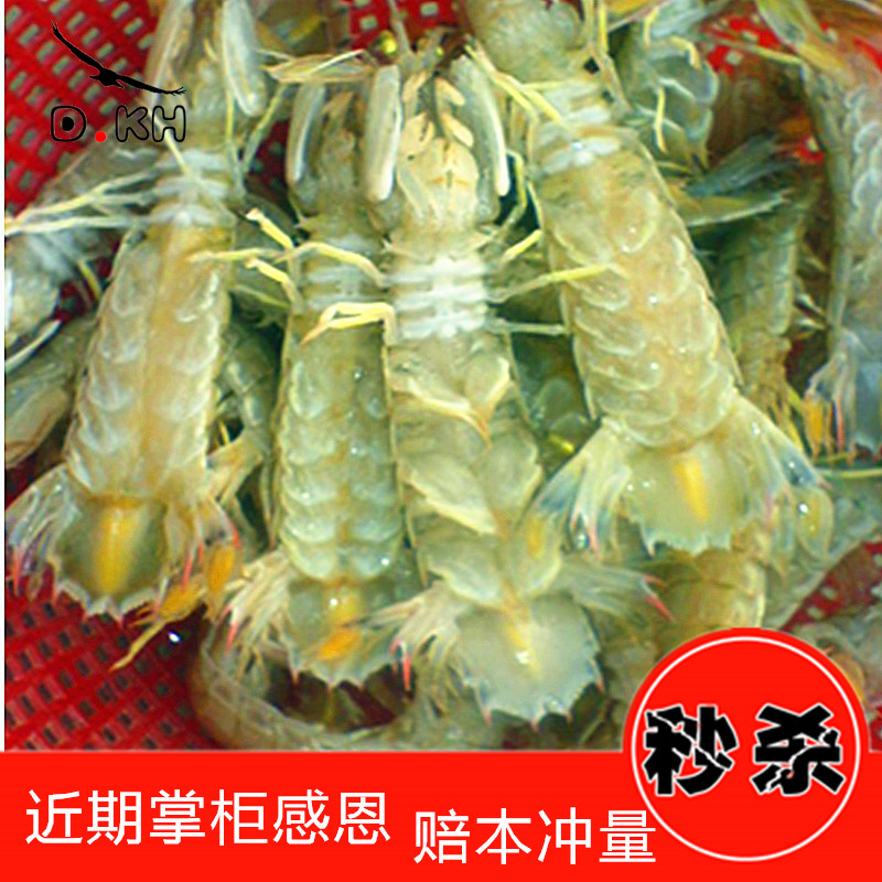 连云港 鲜活海鲜皮皮虾 虾蛄 虾耙子 琵琶虾 新鲜虾婆在类目 水产肉类/新鲜蔬果/熟食, 海鲜/水产品/制品, 虾类, 活虾中 - 来自Buy2taobao.com提供专业的淘宝代购服务