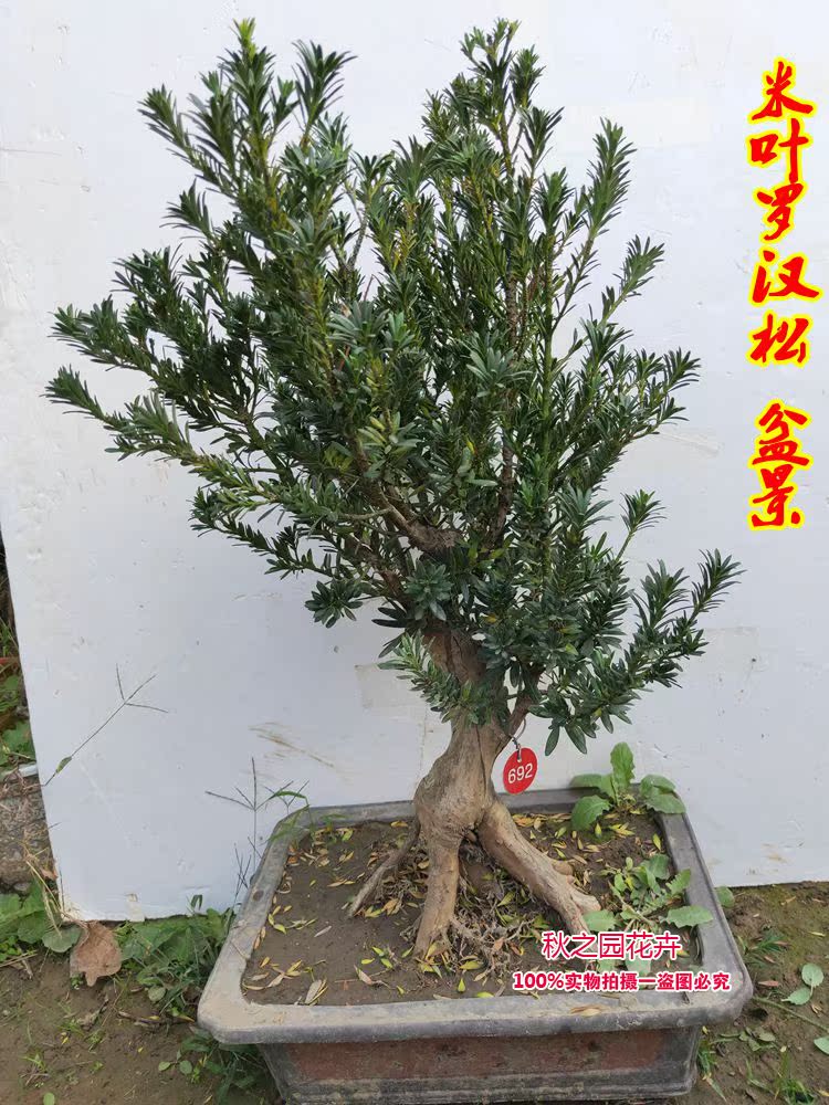 米叶罗汉松盆景 米叶罗汉松造型素材 米叶罗汉松树桩盆景 罗汉松在类目 鲜花速递/花卉仿真/绿植园艺, 花卉/绿植盆栽(新), 绿植中 - 来自Buy2taobao.com提供专业的淘宝代购服务