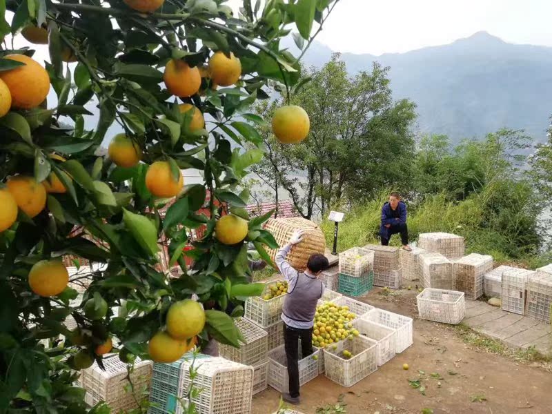 三峡秭归夏橙非伦晚橙红橙非赣南脐橙新鲜水果5斤精品小果包邮在类目 水产肉类/新鲜蔬果/熟食, 新鲜水果, 橙中 - 来自Buy2taobao.com提供专业的淘宝代购服务