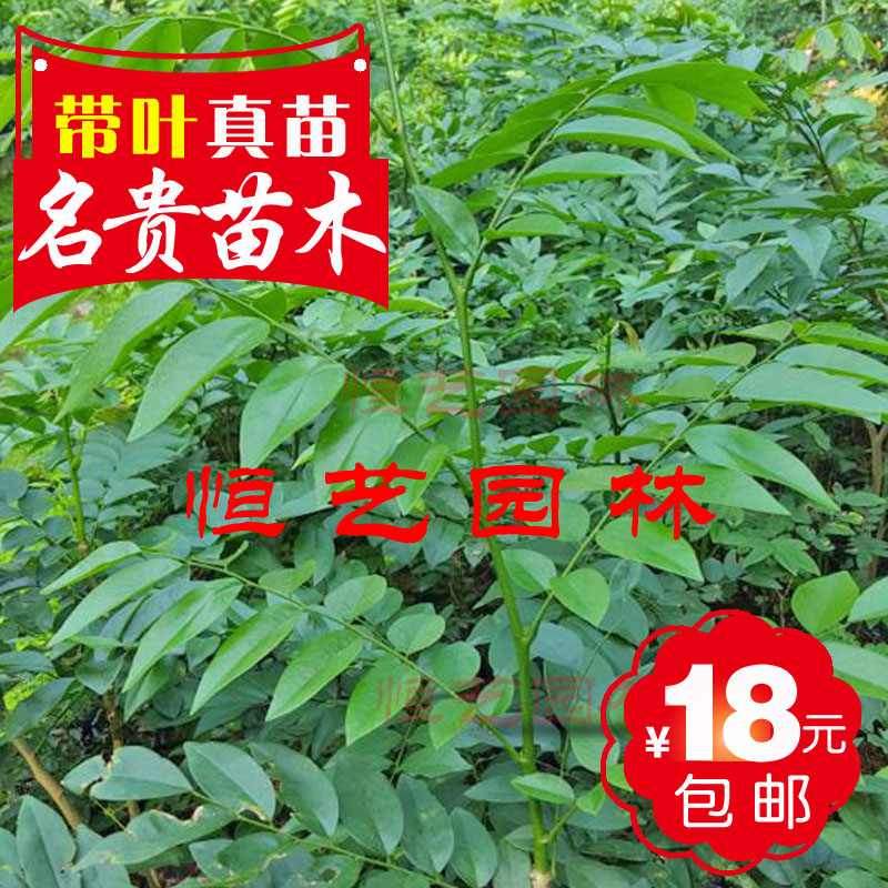 沉香树苗黄花梨树苗金丝楠木树苗小叶紫檀树苗海南黄花梨名贵苗木在类目 鲜花速递/花卉仿真/绿植园艺, 花园植物/行道树/果树, 行道树/乔木中 - 来自Buy2taobao.com提供专业的淘宝代购服务