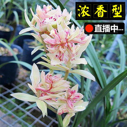富山奇蝶名贵兰花苗浓香盆栽植物室內建兰四季兰未带花苞包邮好养|msdalam kategori penghantaran bunga/bunga simulasi/tumbuhan berkebun, bunga/Tumbuh-tumbuhan tumbuh-tumbuhan pasu (baru), bunga - dari Buy2taobao.com untuk memberikan perkhidmatan ejen Taobao profesional membeli
