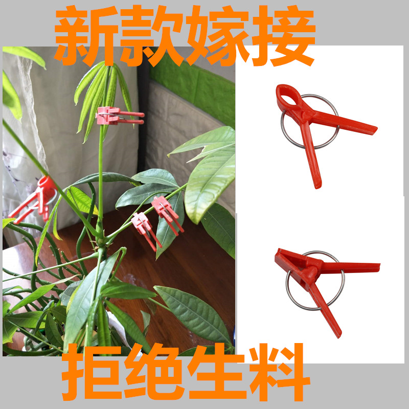 蔬菜瓜果西红柿黄瓜苗嫁接夹专用夹子西瓜嫁接专用夹通用嫁接夹子在类目 鲜花速递/花卉仿真/绿植园艺, 园艺用品, 其它园艺用品中 - 来自Buy2taobao.com提供专业的淘宝代购服务