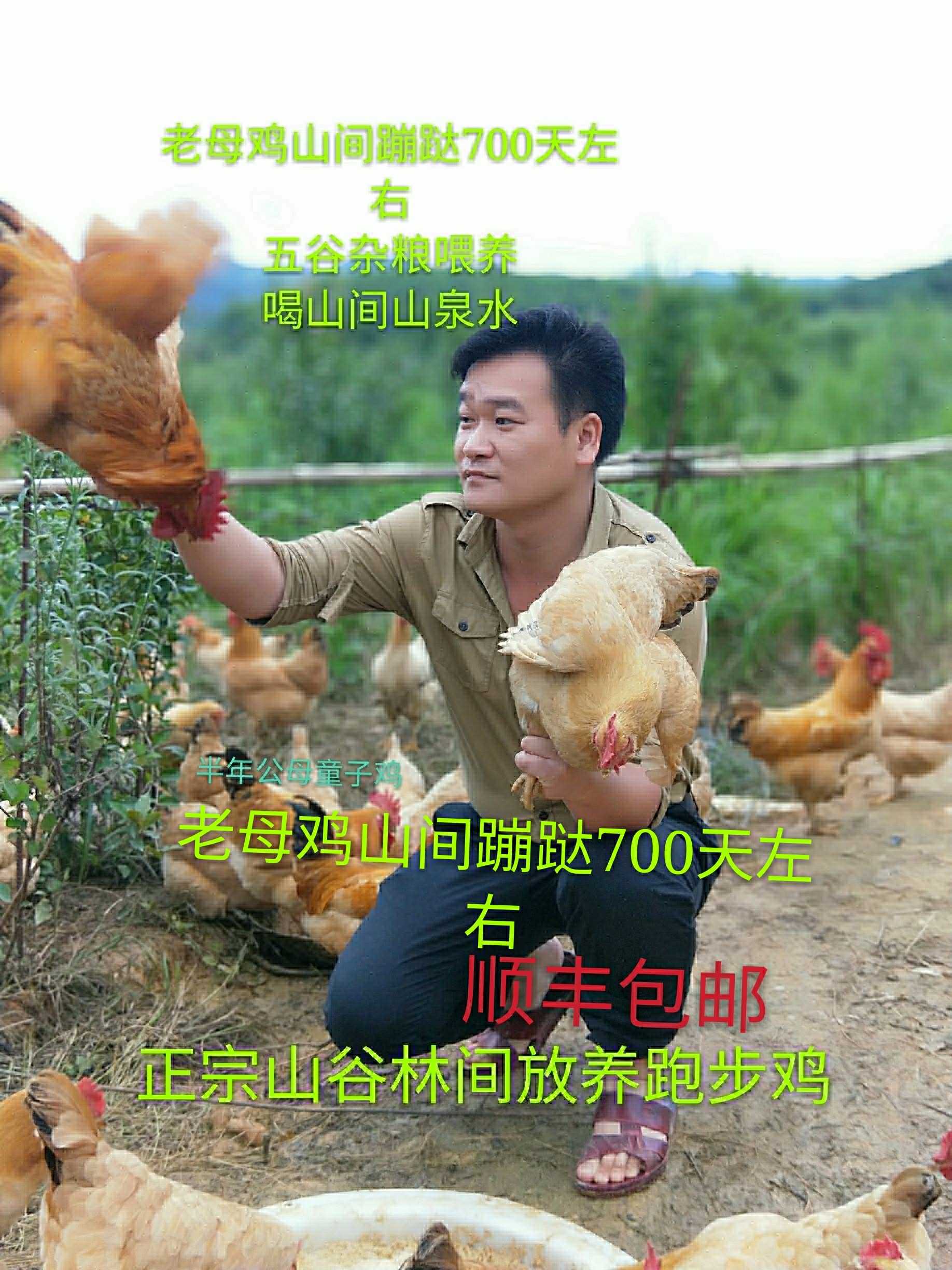 A year and a half Above Hen Forest Backyard Pregnant tonic Sitting on the moon fresh Fresh Countryside The original ecology Orthodox schoolin the Office Equipment/Consumables/Related Services , Office paper , Brown paper category - from Buy2taobao.com to provide professional Taobao agent buy service