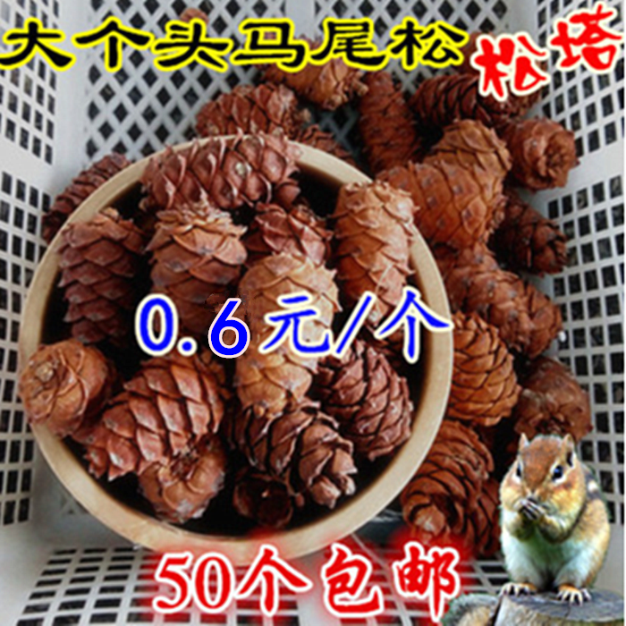 野生马尾松塔 小松树塔 偃松塔 生松塔干松树塔坚果 松树塔50包邮在类目 零食/坚果/特产, 山核桃/坚果/炒货, 松子中 - 来自Buy2taobao.com提供专业的淘宝代购服务