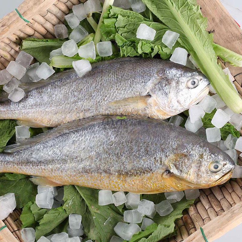 生猛海鮮 象山大黃魚 活魚 壹只9兩到1斤兩 美味在類目 水產肉類/新鮮蔬果/熟食, 海鮮/水產品/製品, 淡水魚類中 - 來自Buy2taobao.com提供專業的淘寶代購服務