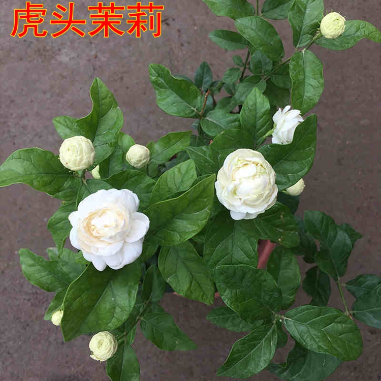 重瓣双色茉莉花苗 盆栽浓香虎头白茉莉苗木四季开花庭院植物花卉在类目 家装主材, 环保/除味/保养, 环保系列, 其它中 - 来自Buy2taobao.com提供专业的淘宝代购服务