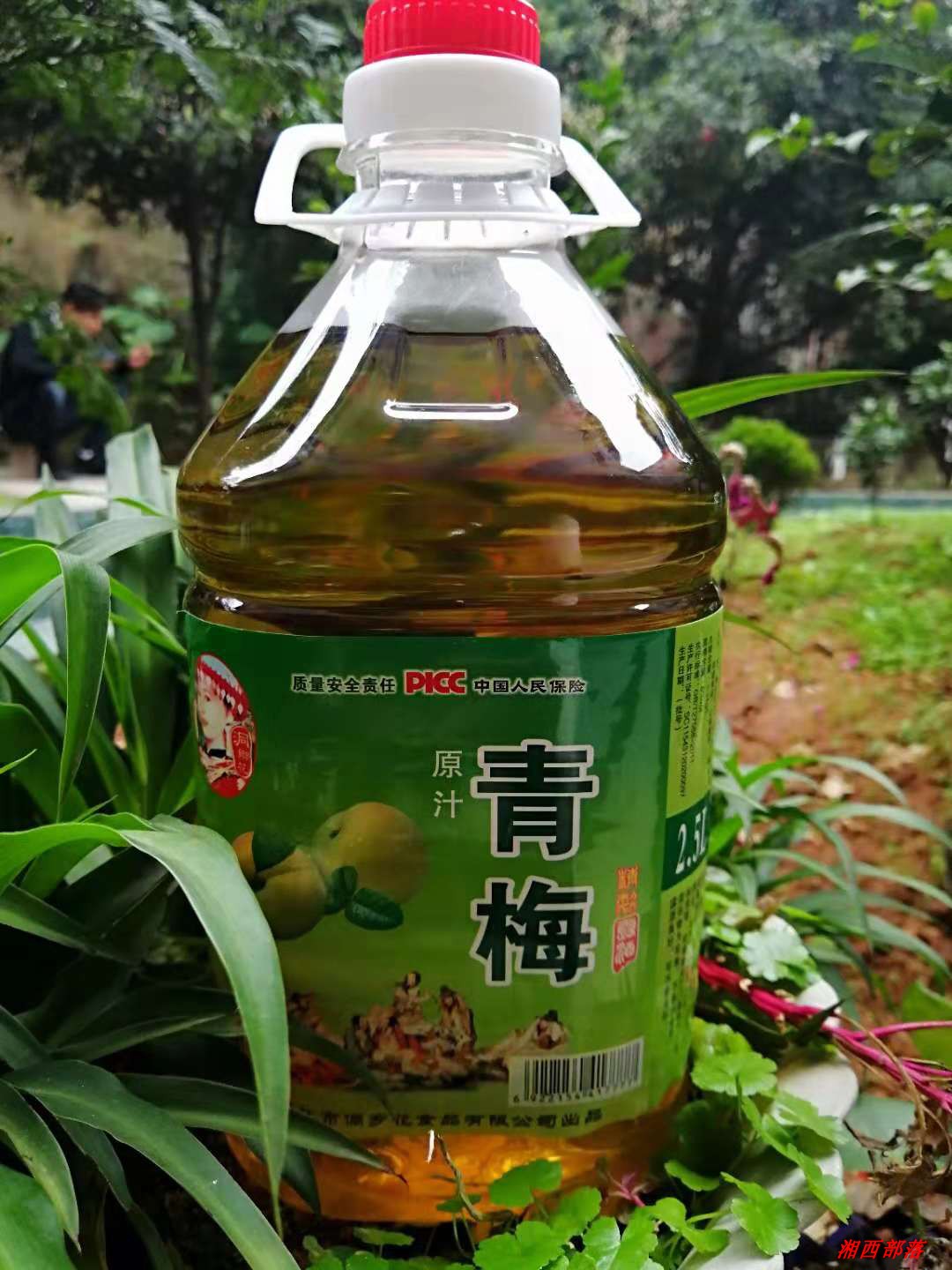 杨梅酒自酿原汁靖州青梅子果酒女士红酒甜酒8度赛桃花酒在类目 酒类, 配制酒/果酒中 - 来自Buy2taobao.com提供专业的淘宝代购服务