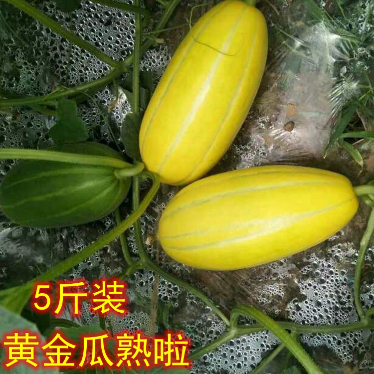 新鲜水果黄金瓜黄香瓜甜瓜阎良非羊角蜜网纹瓜伊丽莎白瓜东方蜜瓜在类目 水产肉类/新鲜蔬果/熟食, 新鲜水果, 甜瓜中 - 来自Buy2taobao.com提供专业的淘宝代购服务