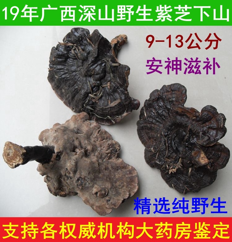 热卖广西深山野生灵芝 紫灵芝 大朵紫芝 安神滋补煲汤9-13CM250克在类目 传统滋补营养品, 灵芝, 整枝灵芝中 - 来自Buy2taobao.com提供专业的淘宝代购服务