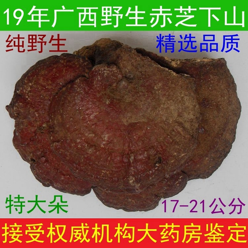 19 Guangxi Mountains Large Wild Lingzhi Pruning Ganoderma lucidum Tonic Make tea 17-21CM250 gramin the Traditional nourishing food , Ganoderma , Pruning Ganoderma category - from Buy2taobao.com to provide professional Taobao agent buy service