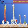 正骨彩色椎体人体脊柱模型人体骨骼模型大脊椎成人带胸椎骨盆q1 1