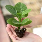 大叶木耳菜种籽孑圆叶木耳菜苗秧苗春夏秋四季阳台盆栽蔬菜籽种子