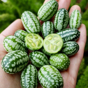拇指西瓜种子苗迷你小西瓜种籽孑四季阳台盆栽黄瓜水果春夏种植菜
