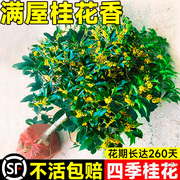 桂花树苗盆栽庭院室内植物金丹桂(金丹桂)浓香型，花卉四季开花好养易活盆景