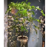 泰国垂丝茉莉花盆栽花苗，四季开花白蝴蝶，稀有花卉进口室内垂吊植物
