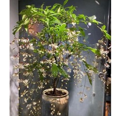 泰国垂丝茉莉花盆栽室内垂吊植物