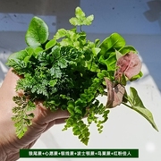 古法鱼缸网纹草迷你盆栽diy苔藓，植物水陆缸造景鲜活蕨类绿植大全