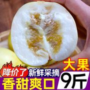 云南郁金香瓜9斤新鲜水果小蜜蜂甜瓜蜜瓜蜜罐网纹哈密瓜应季现摘