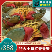 三门野生鲜活全母红膏青蟹超大膏蟹螃蟹水产海鲜红鲟螃蟹一斤一只