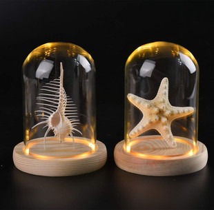 海螺贝壳标本家居创意海洋生物，科普摆件led玻璃防尘罩天然