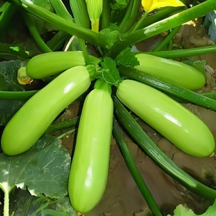 西葫芦种子占瓜瓜水果蔬菜籽阳台种菜高产抗病蔬菜种子种植北瓜