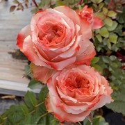 切花玫瑰方可桃季高脚杯，盆栽月季花卉庭院室内阳台，多季开花苗花卉