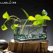 水培植物玻璃瓶长方形桌面绿萝富贵竹，花盆水培花卉花瓶鱼缸器皿