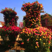 带盆载好欧月花球花瓶扇子，爱心拱门花株各种造型，月季藤本蔷薇木香