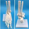 脚关节模型脚部骨骼模型足关节足骨脚骨模型脚部解剖结构1 1k