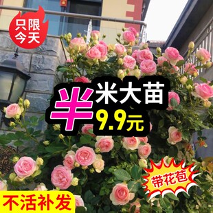 藤本月季蔷薇花苗大苗带花苞爬藤爬墙四季开阳台玫瑰庭院盆栽花卉