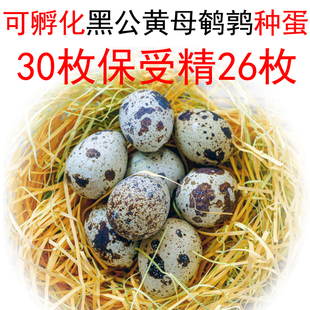 30送10鹌鹑种蛋新手，可孵化受精蛋，黑羽黄羽鹌鸟蛋新鲜鹌鹑蛋