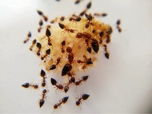 游举腹蚁  比罗举腹蚁 宠物蚂蚁活体科普教育蚂蚁工坊城堡别墅